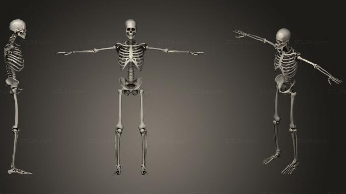 Анатомия скелеты и черепа (Мужской скелет, ANTM_0866) 3D модель для ЧПУ станка